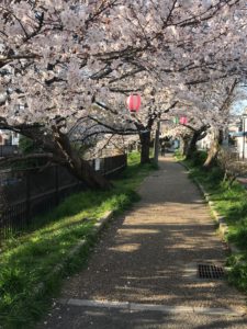 桜の時期になってきましたね