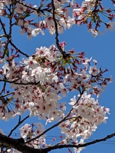 桜が。。。